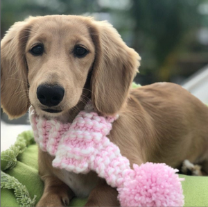 Pink & Cream Knitted Pom Pom Dog Scarf
