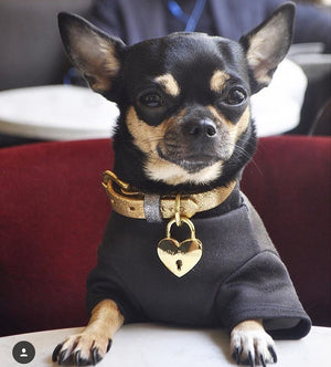 dolly pawton dog collar