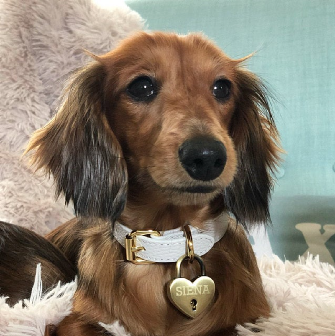 dachshund dog wearing heart padlock dog tag